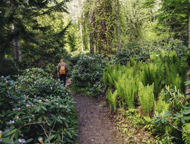 Arboretum Mustilan metsä